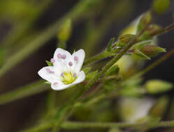 Imagem de Sabulina verna (L.) Rchb.