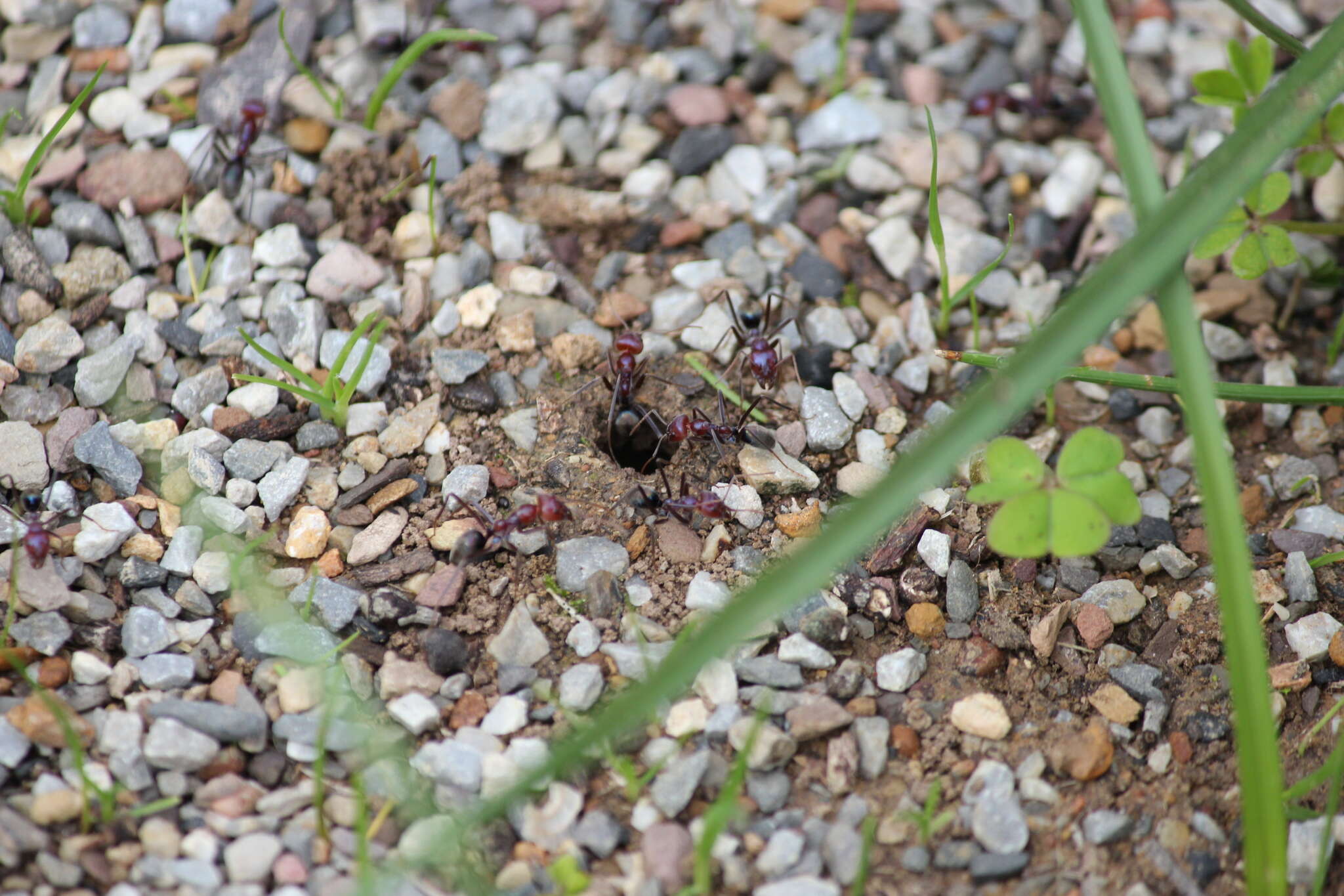 Image of Iridomyrmex purpureus (Smith 1858)