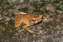 Image of Megophrys longipes Boulenger 1886