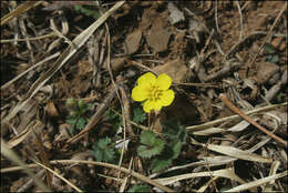 صورة Potentilla fragarioides L.