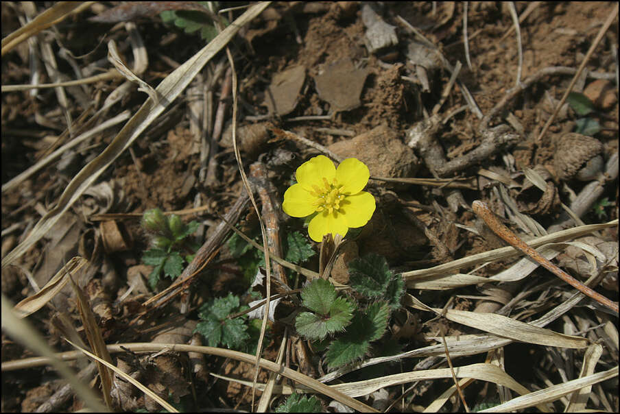 صورة Potentilla fragarioides L.