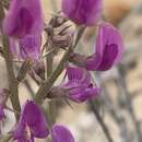 Astragalus chloodes Barneby resmi