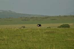 Image of Masai ostrich