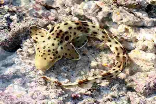 Image of epaulette sharks