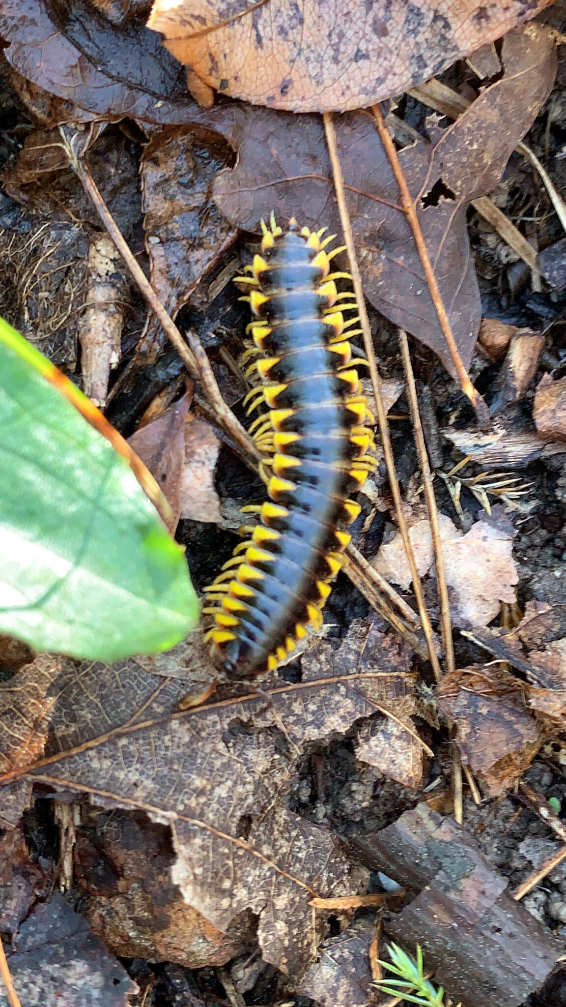 Sivun Apheloria virginiensis reducta Chamberlin 1939 kuva