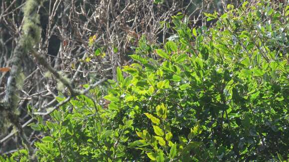 صورة Quercus spinosa subsp. miyabei (Hayata) A. Camus