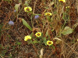 Image de Tolpis barbata (L.) Gaertn.