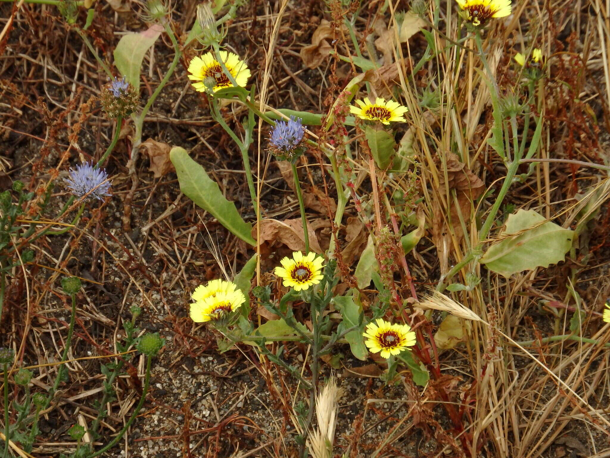 Image de Tolpis barbata (L.) Gaertn.