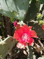 Opuntia gomei的圖片