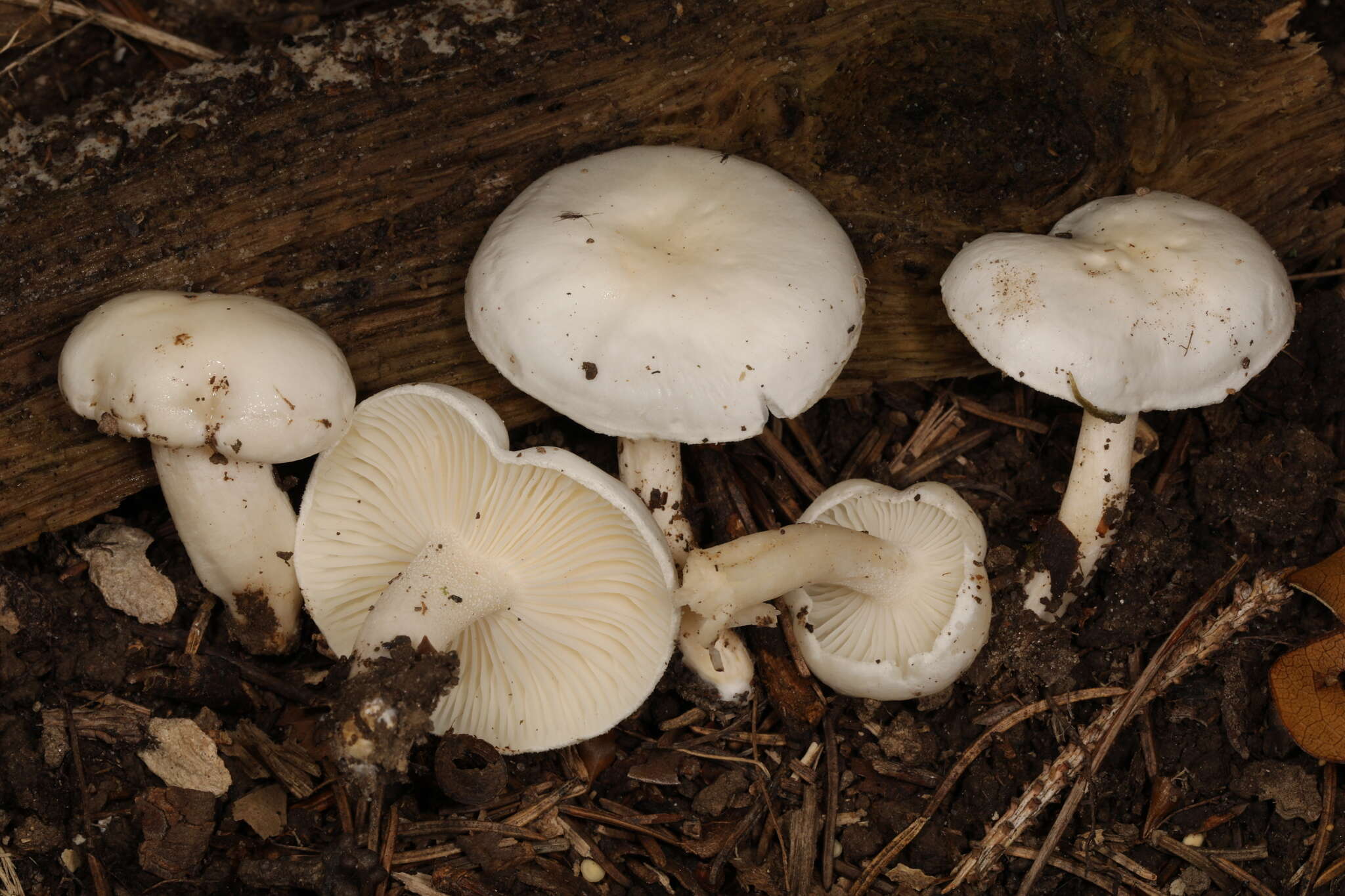 Image de Hygrophorus occidentalis A. H. Sm. & Hesler 1939