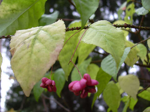 Image de Euonymus verrucosus Scop.