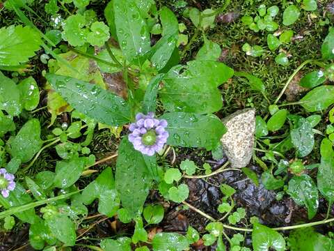 Image of lance selfheal