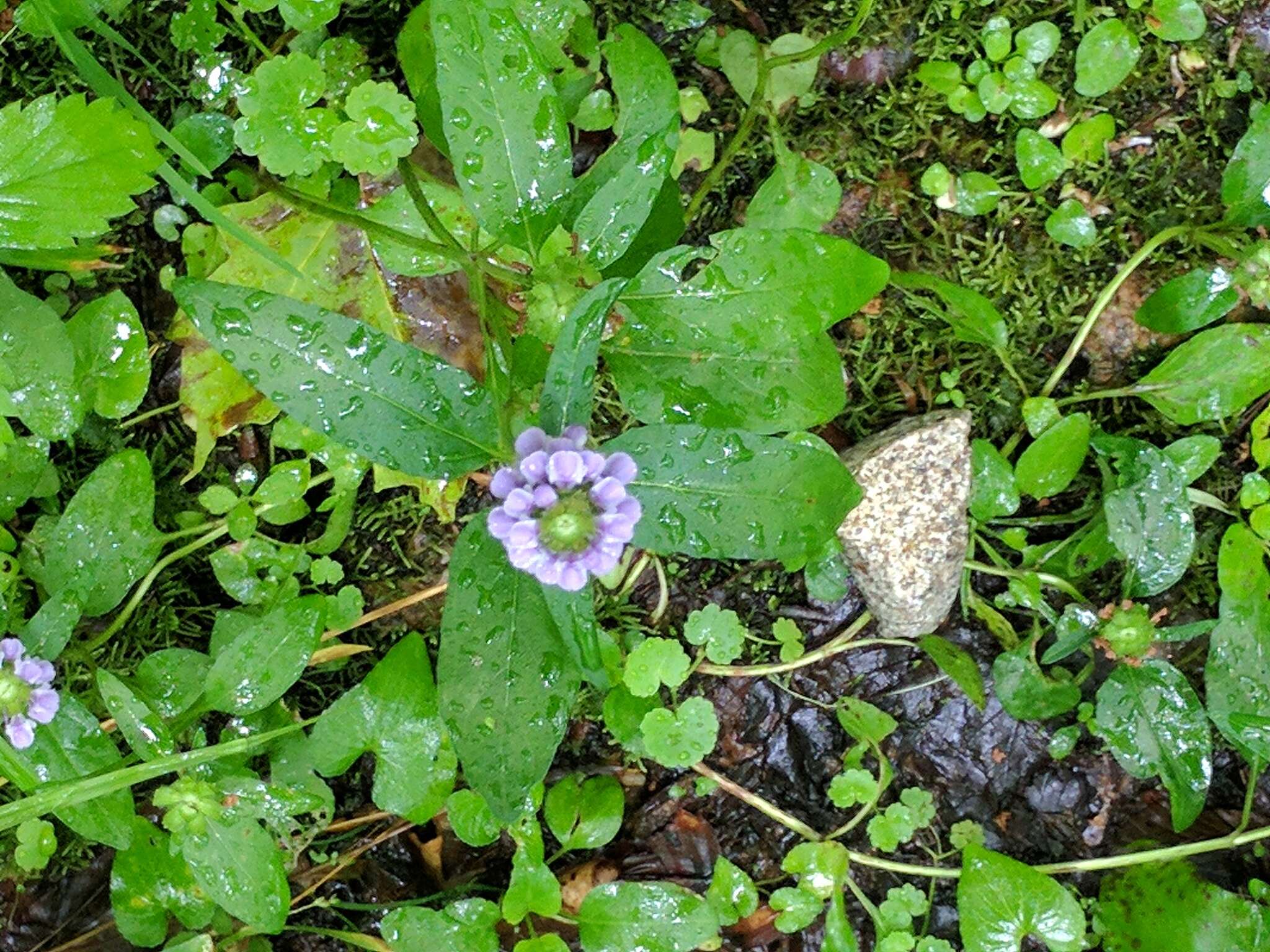 صورة Prunella vulgaris subsp. lanceolata (W. P. C. Barton) Piper & Beattie