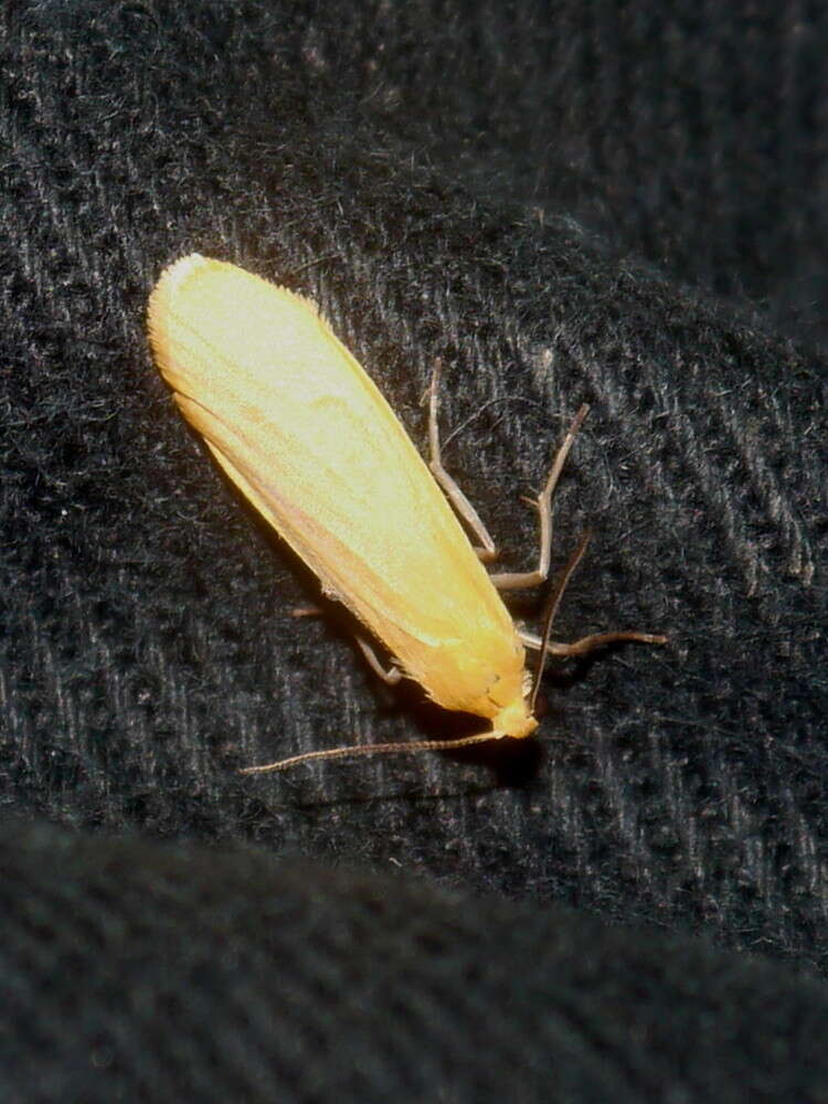 Image of orange footman