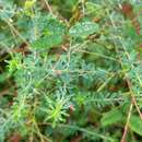 Indigofera aspalathoides DC. resmi