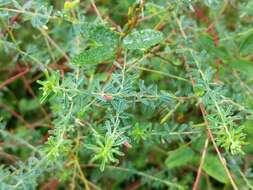 Image of Indigofera aspalathoides DC.