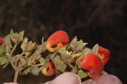 Image of Calceolaria pisacomensis Meyen ex Walp.