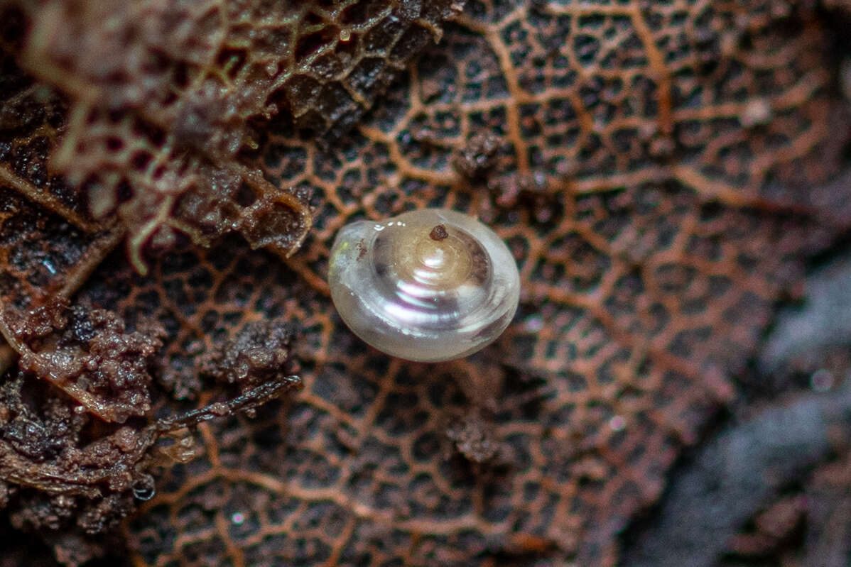 Image of milky crystal snail