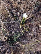 Image of Mock scabious