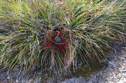 Fascicularia bicolor subsp. bicolor的圖片