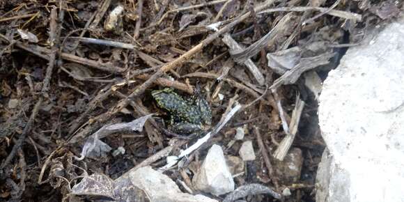 Image of Leprus Chirping Frog