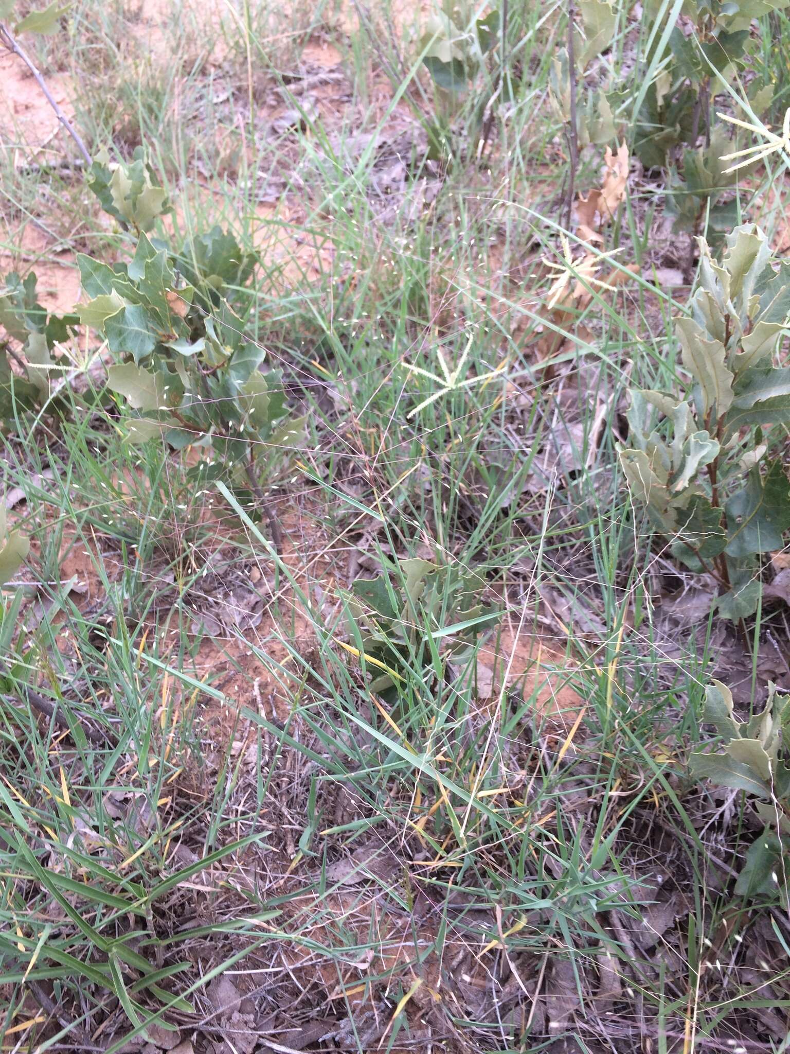 Image of Carolina crabgrass