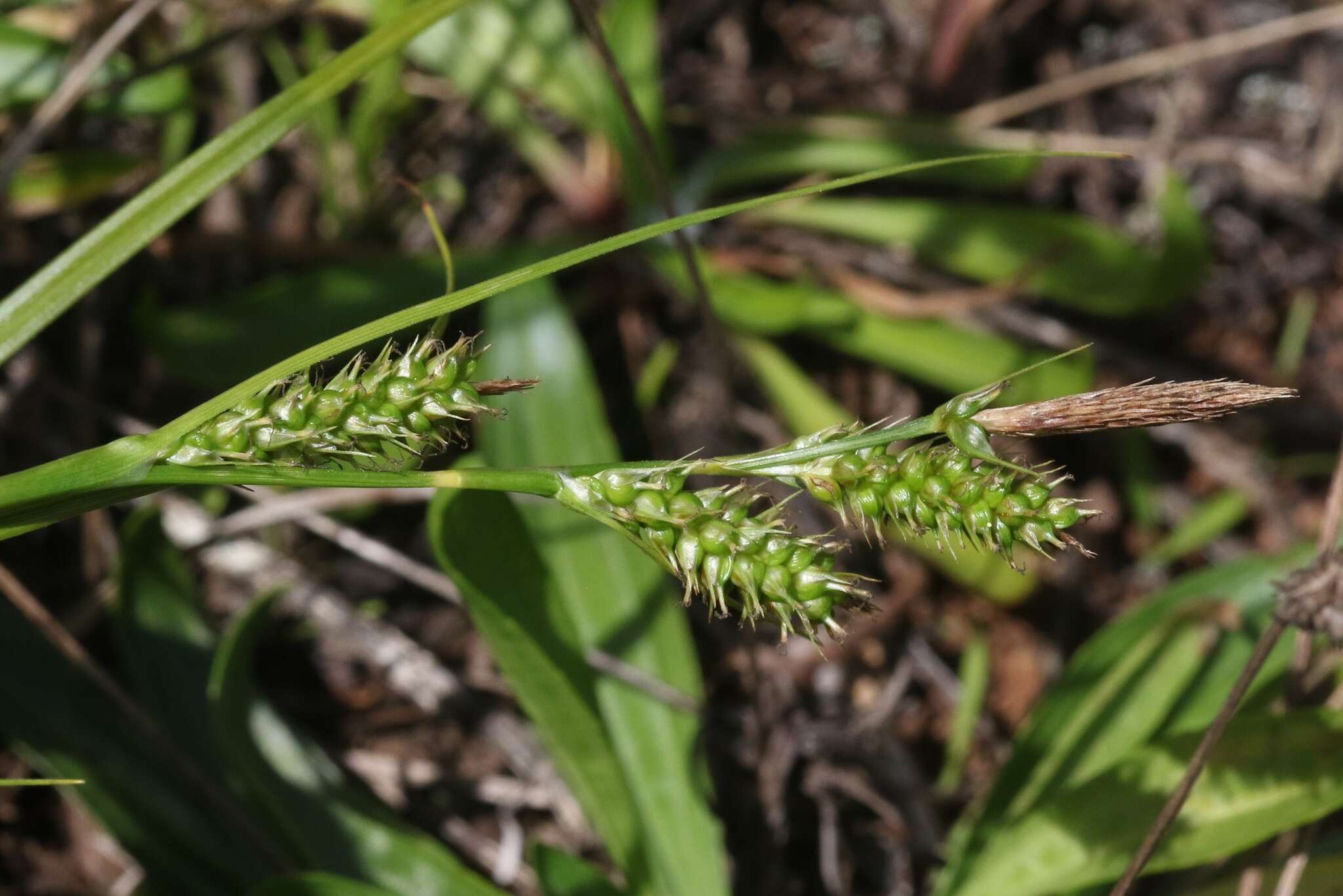 Imagem de Carex wahuensis C. A. Mey.