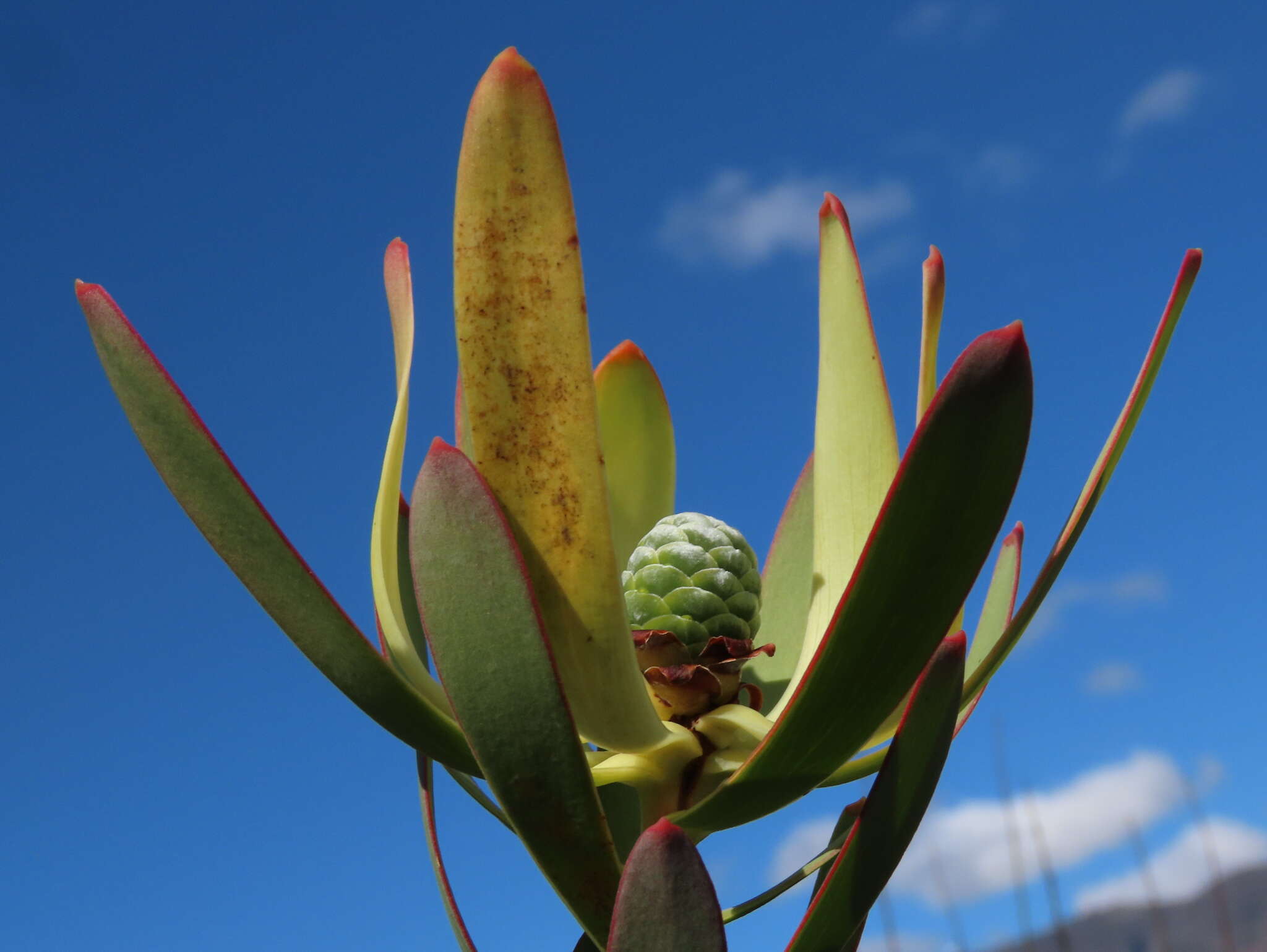 Image of Leucadendron foedum I. Williams