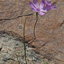 Image de Geissorhiza lithicola Goldblatt