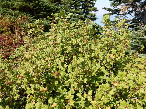 Image of mapleleaf currant