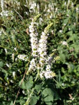 Image of Mentha suaveolens subsp. suaveolens