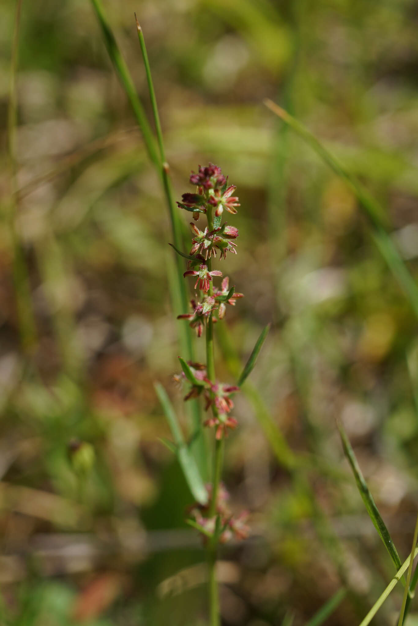 Image of Haloragis heterophylla Brongn.