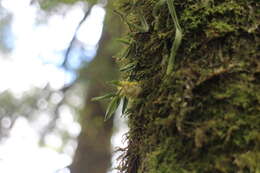 Image of Gastrochilus matsudae Hayata