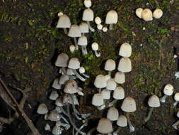 Image of Trooping Inkcaps