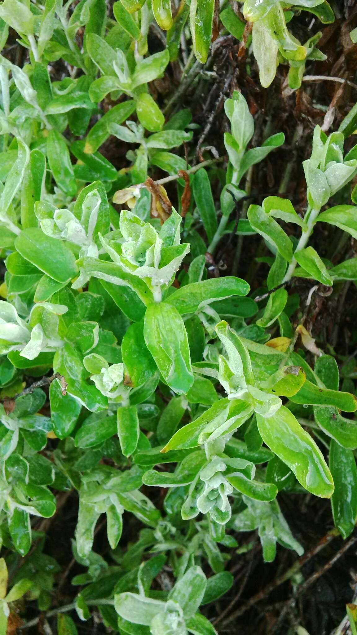 Image de Helichrysum tricostatum (Thunb.) Less.