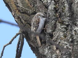 Image of Certhia familiaris familiaris Linnaeus 1758