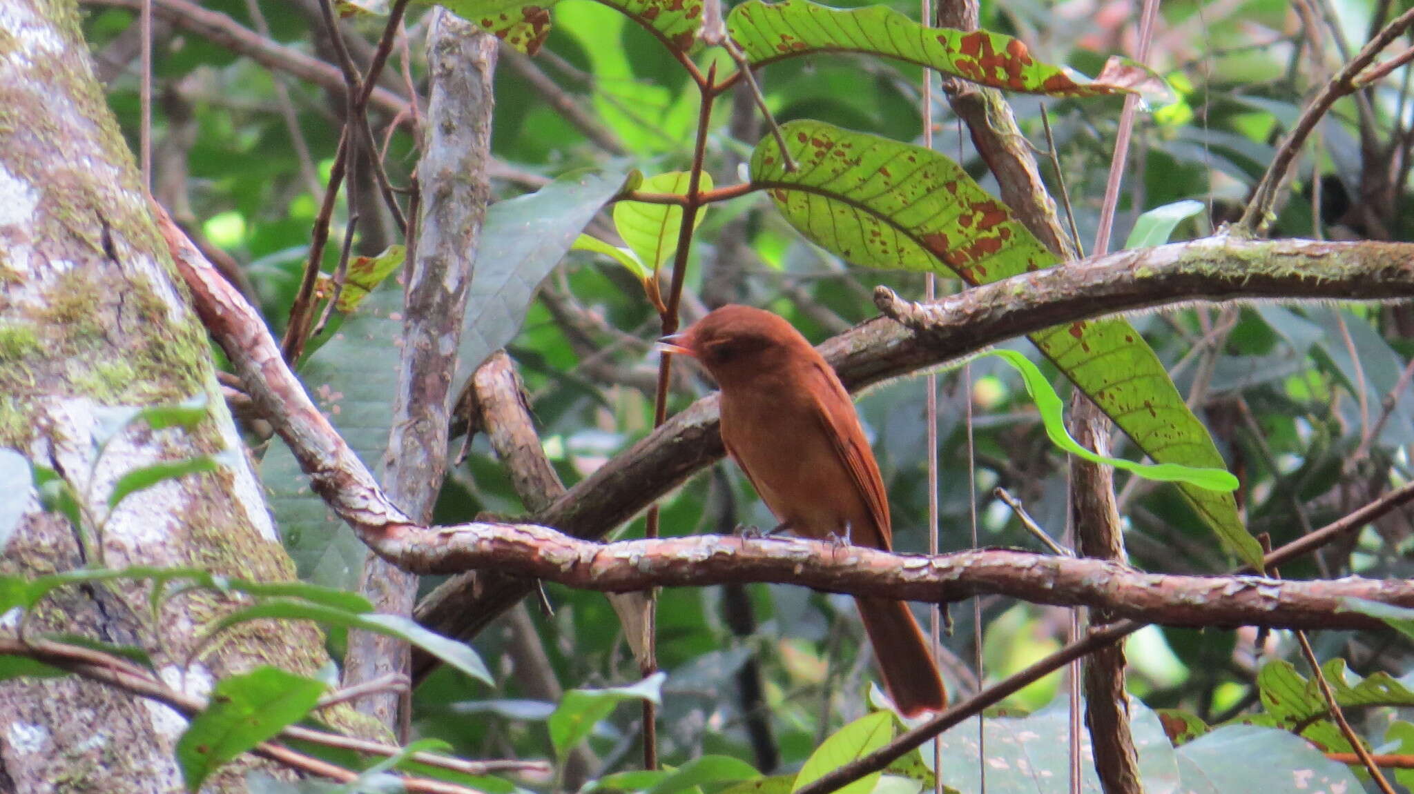 Image of Rufous Piha