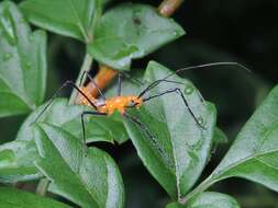 Image of Milkweed Assassin Bug