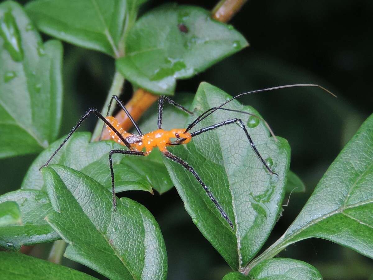 Image of Milkweed Assassin Bug