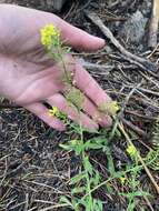 Image of golden draba