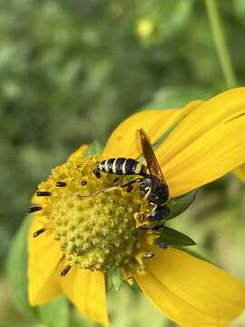 Imagem de Philanthus solivagus Say 1837