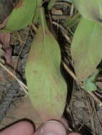 Plancia ëd Solidago pallida (Porter) Rydb.