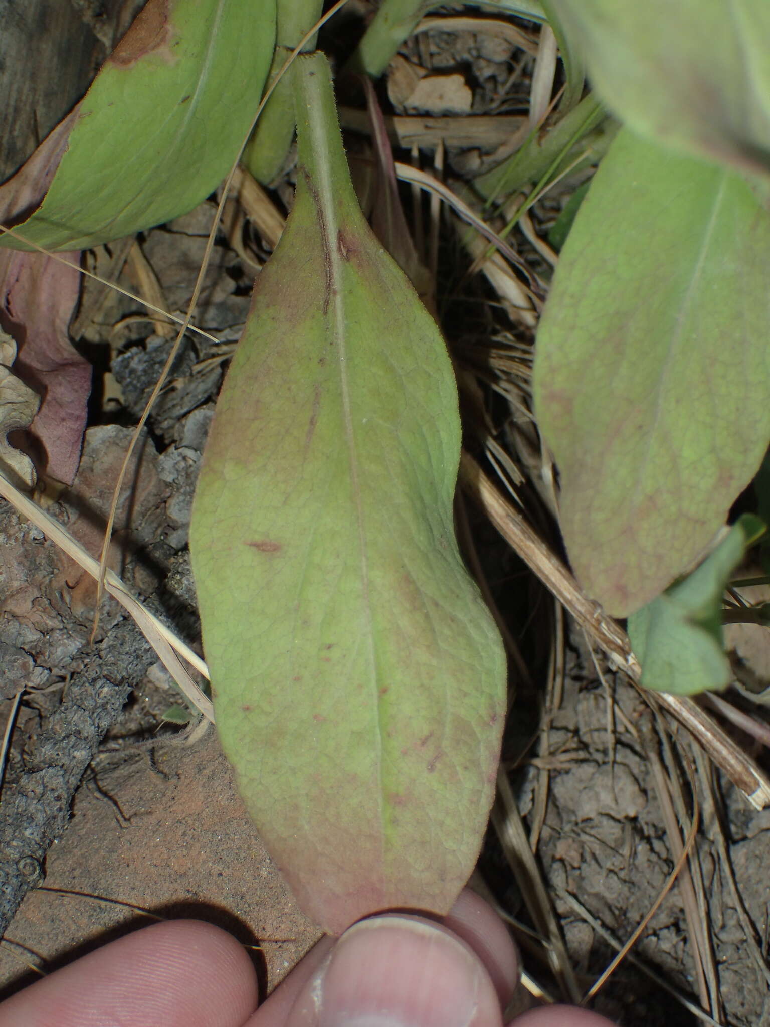 Plancia ëd Solidago pallida (Porter) Rydb.