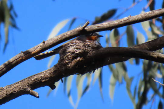 Image of Satin Flycatcher