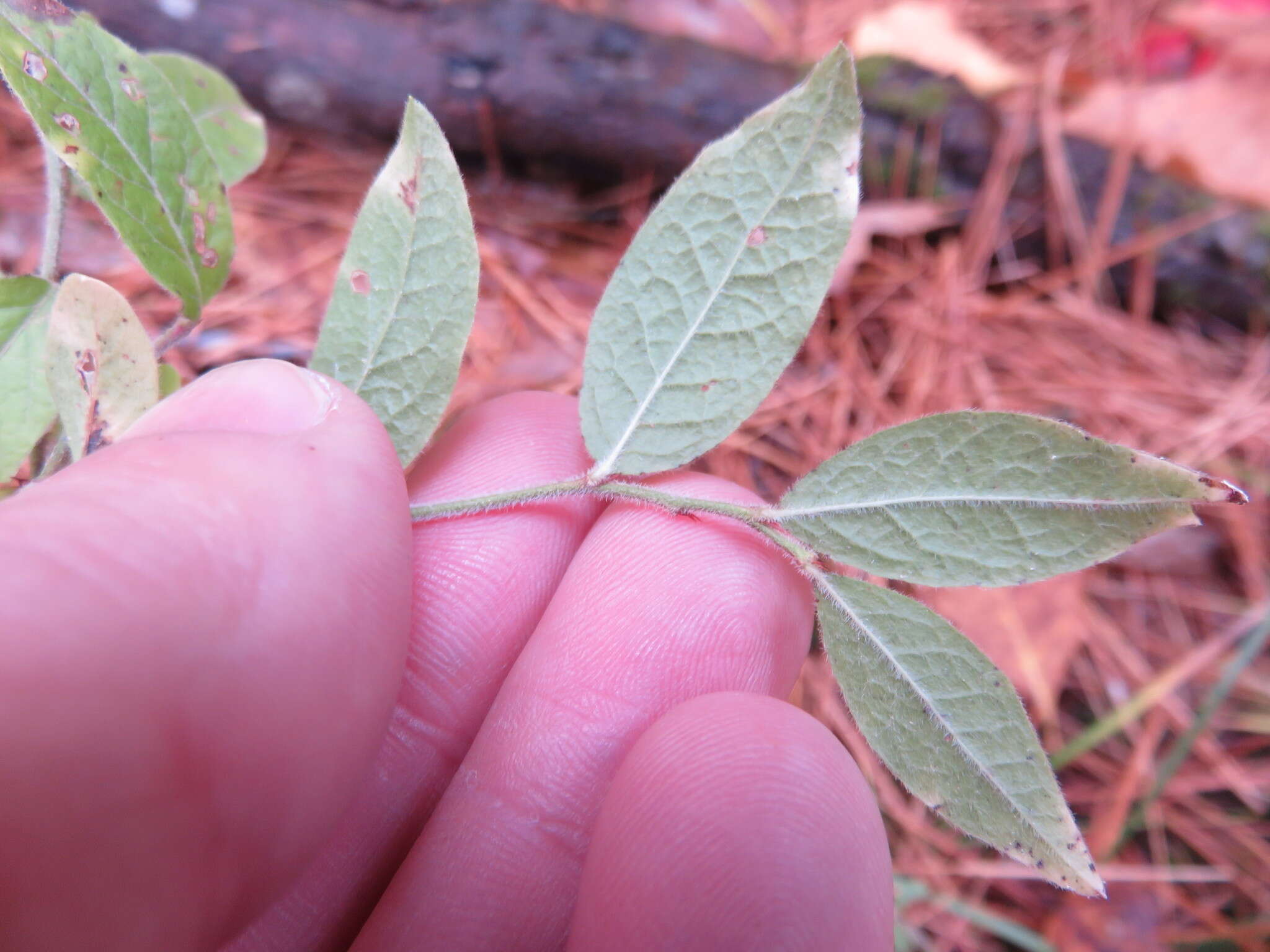 صورة Vaccinium myrtilloides Michx.