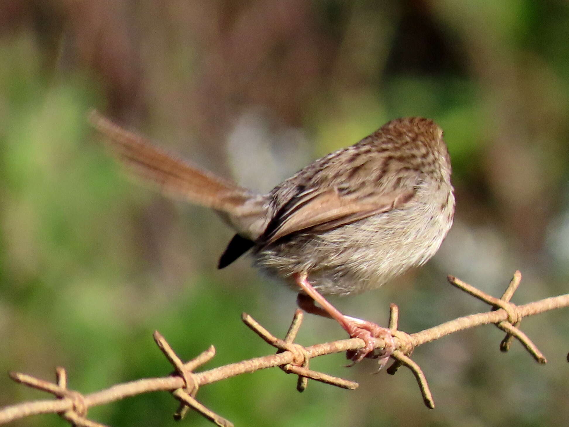 Image of Cisticola subruficapilla subruficapilla (Smith & A 1843)