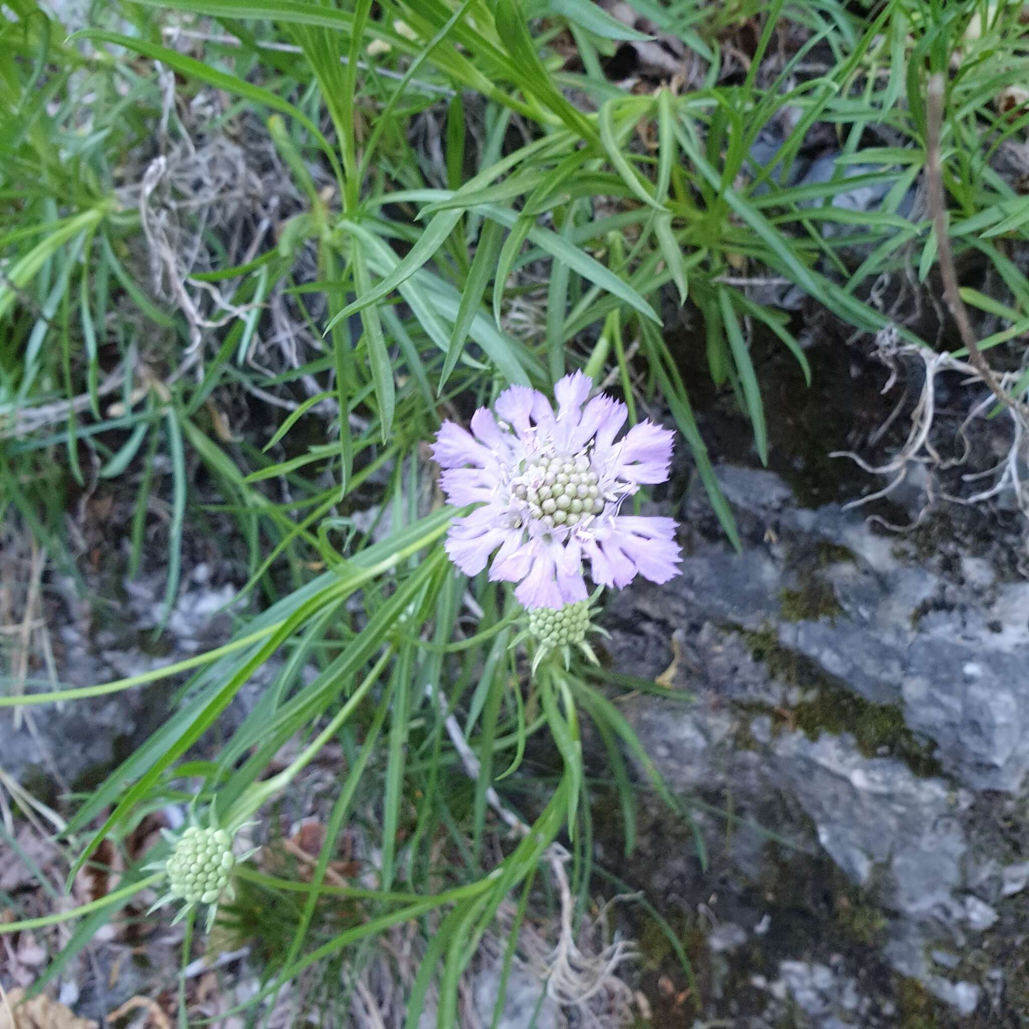 Image of Lomelosia graminifolia (L.) W. Greuter & Burdet