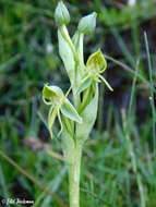 Habenaria pumila Poepp. resmi