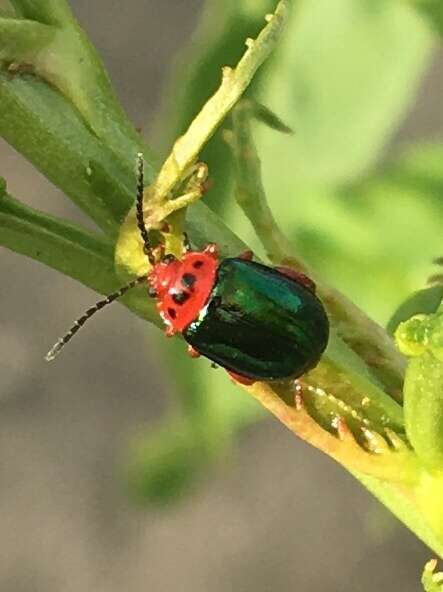 Image of flea beetle