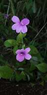 Imagem de Barleria prattensis Santapau